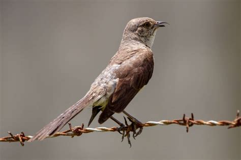 Mockingbird Symbolism: Exploring Deeper Meanings & Messages Behind this ...