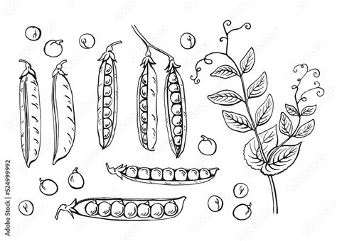 Peas pods sketch. Set. Hand drawn illustration converted to vector ...