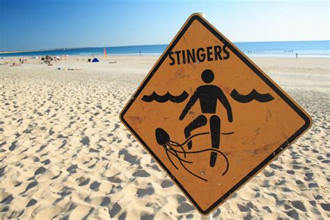 Jellyfish Sting: Symptoms, Treatments, and More - Kirk Pharmacy Cayman ...