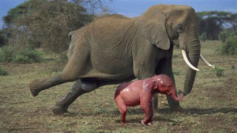 Amazing Herd Of Elephant Help Mother Elephant Giving Birth In The Wild ...