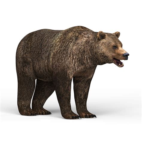 Bear materials 3D model - TurboSquid 1512226