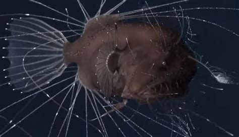 16 Amazing Deep-sea Anglerfish Facts - Fact Animal