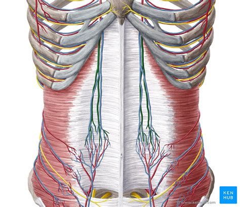 Superior epigastric artery: Anatomy, function | Kenhub