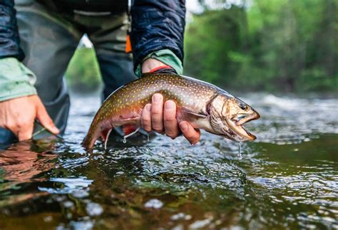 Fly Fishing Maine's Rapid River | Eastbound and Trout