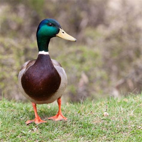 Mallard Ducks - Must Know Facts