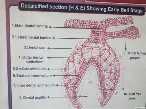 Reduced Enamel Epithelium