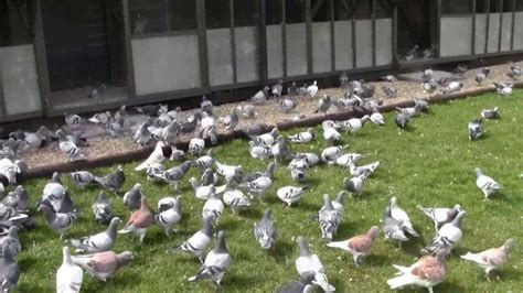 ONE LOFT RACING - racing pigeons