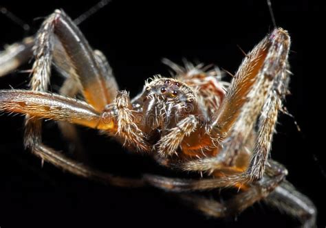 Macro Photo of Spiders are on the Web Isolated on Black Background ...