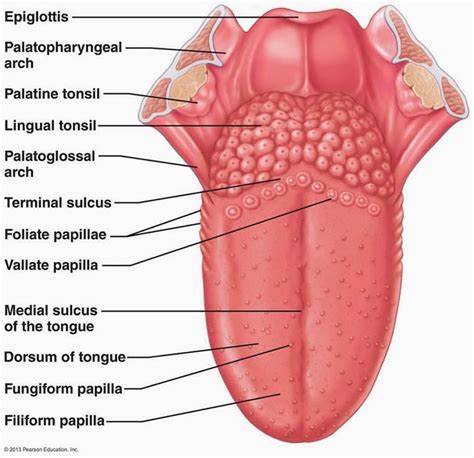 Pin by Margit F. Reiter on Anatomy | Dental anatomy, Human muscle ...