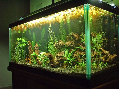 30 Gallon Planted Aquarium - a photo on Flickriver