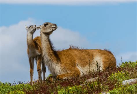 Torres del Paine Wildlife in Torres del Paine - Reserva Las Torres