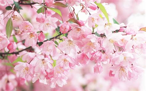 🔥 [68+] Cherry Blossom Backgrounds | WallpaperSafari