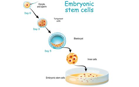 Embryonic Stem Cells - The Fountain Magazine