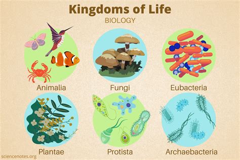 Kingdoms of Life in Biology