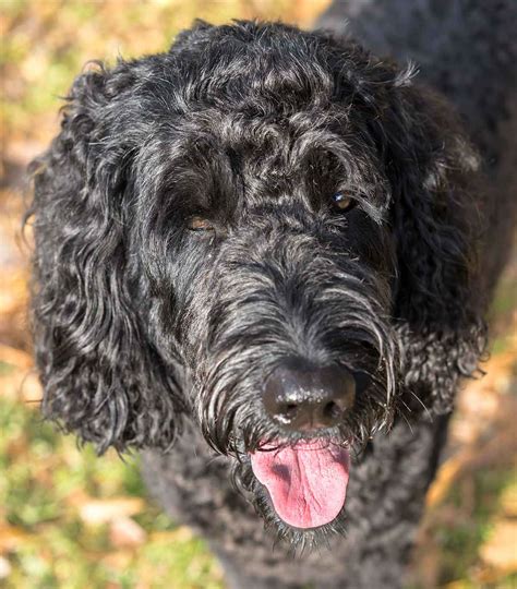 Labradoodle Dog Breed Information Center - The Lab Poodle Mix Breed