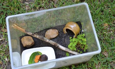 Build a Snail Habitat - Hug-A-Bug World