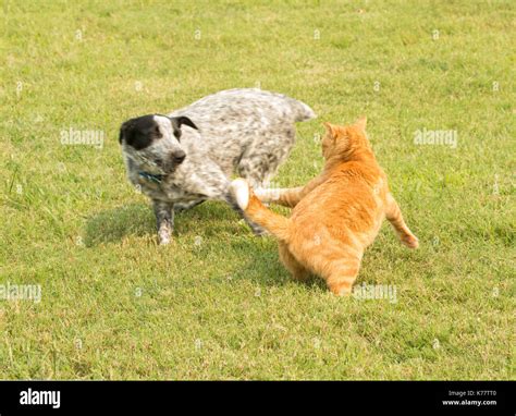 Dog chasing after a cat hi-res stock photography and images - Alamy