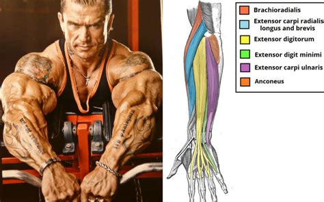 Start Doing These 6 Forearm Exercises for Ultimate Gains