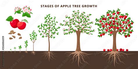 Obraz Apple tree growing stages - vector botanical illustration in flat ...