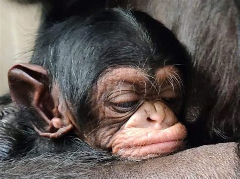 VIDEO: Heartwarming Moment a Chimpanzee Mom Is Reunited With Her ...