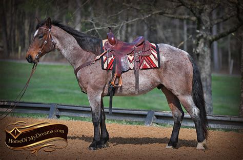 003-Levi-Bay-Roan-Quarter-Horse-For-Sale | Horse of My Dreams