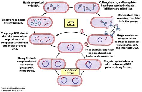 Image result for lytic and lysogenic cycle | Cycle, Microbiology, Biology