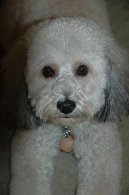 bichon poodle mix | Grooming | Pinterest