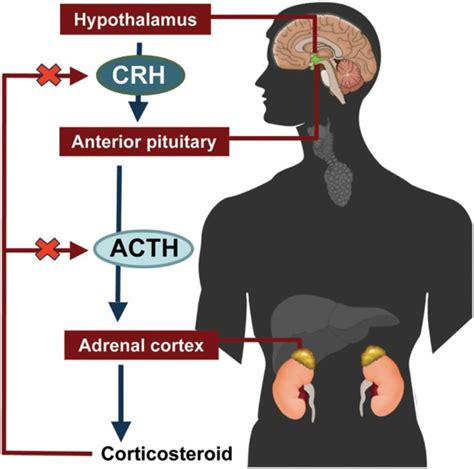 ACTH Hormone - Adrenocorticotropic Hormone Function, Deficiency