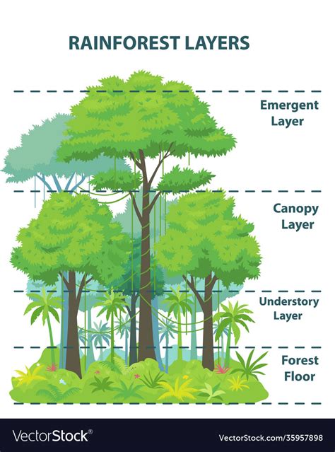 Rainforest layers educational banner or poster Vector Image