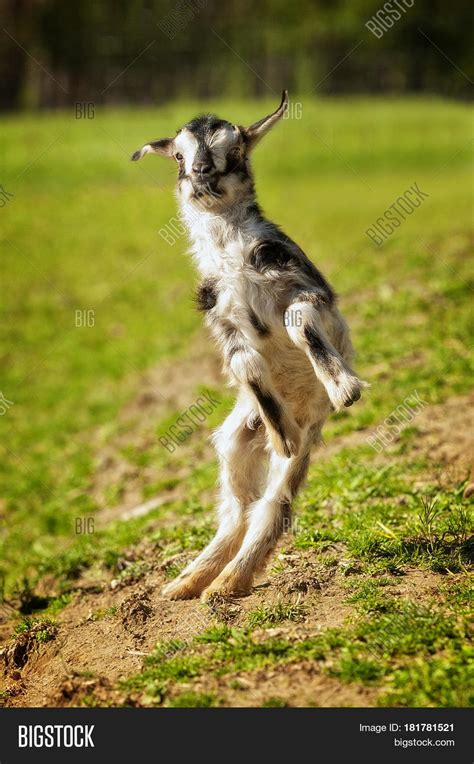 Cute Baby Goat Jumping