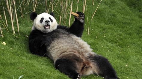 Dit is waarom China panda's uitdeelt | NOS