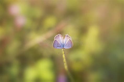 Little Two Butterflies Sit on a Grass Stock Image - Image of pollinator ...