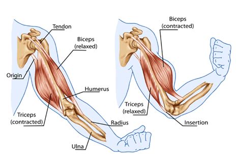 Yoga Teacher Central » Pose Examples of Movement Types, Muscle Pairs in ...