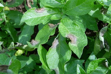 New potato blight control offers dual action | HortWeek