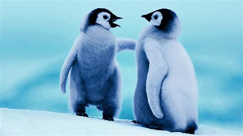 Baby Penguin, Cute Penguin HD wallpaper | Pxfuel