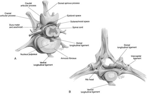 Dog Spine Anatomy - Anatomical Charts & Posters