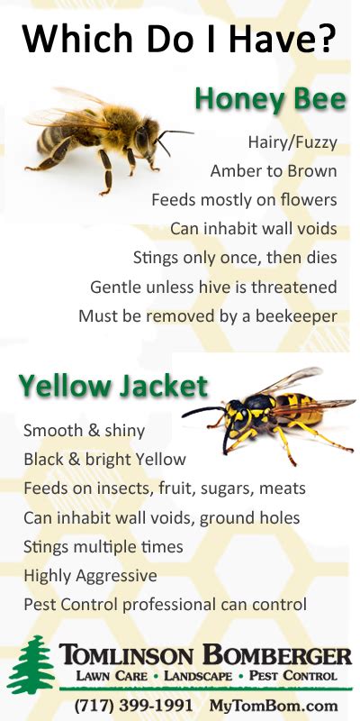 Yellow Jackets vs. Honey Bees | Tomlinson Bomberger