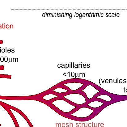 (a) Schematic showing the relative sizes and structures of arteries ...