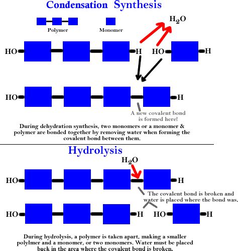 Unit on Macromolecules Jeopardy Template