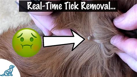 How To Take A Tick Off Your Dog – Professional Dog Training Tips ...