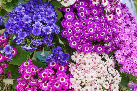 The Best Annuals for Those Shady Spots in Your Backyard | Small ...