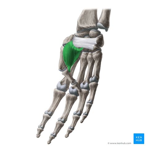 Flexor pollicis brevis: Origin, insertion and action | Kenhub