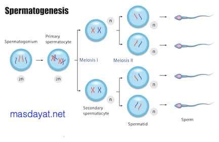 Jelaskan proses spermatogenesis pada pria! - Mas Dayat