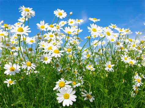 How to Grow and Care for a Chamomile Herb | World of Flowering Plants