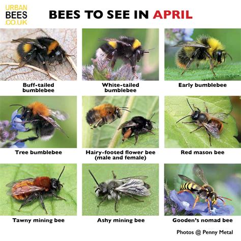 British Bees Identification Guide FSC Bee Guide For Great Britain ...