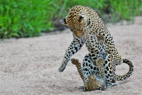 Watch: Leopard cub forces mom to play - UPI.com