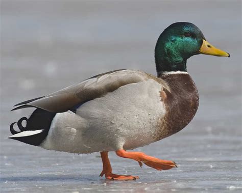 An introduction to the Mallard duck | Animal Mayhem