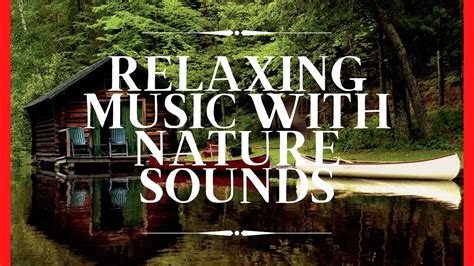 Relaxing Music with Nature Sounds, Forest Music, Sleep Music ...