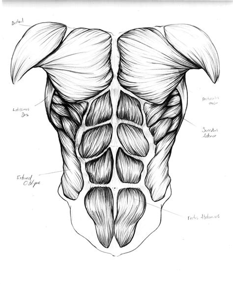 Muscles of the Trunk by OuchIllustrates | Anatomy sketches, Anatomy ...