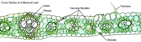 Vascular Bundle In Leaf Diagram